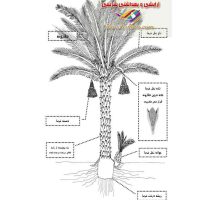 گرده نخل محصول امسال این گیاه معجزه طبیعی برای سلامتی انسانها