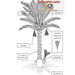 خواص گرده نخل و همه چیز که باید بدانید در باره این گیاه معجزه طبیعی برای سلامتی انسانها