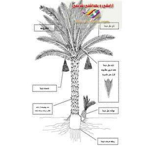 گرده نخل محصول امسال این گیاه معجزه طبیعی برای سلامتی انسانها