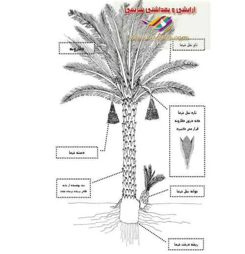 خواص گرده نخل و همه چیز که باید بدانید در باره این گیاه معجزه طبیعی برای سلامتی انسانها